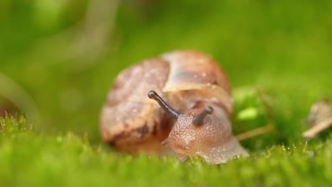 close-up of a snail slowly creeping in the sunset sunlight.