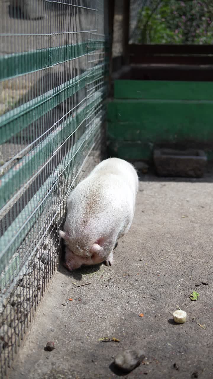 창고 에 있는  돼지