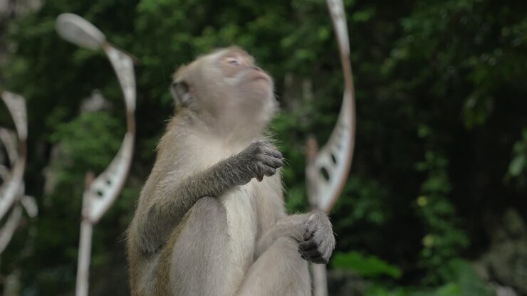 At Batu Caves Malaysia seen monkey