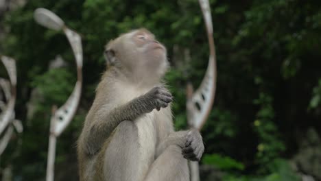 In-Den-Batu-Höhlen-In-Malaysia-Wurde-Ein-Affe-Gesehen