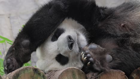 Der-Große-Panda-(Ailuropoda-Melanoleuca),-Auch-Pandabär-Oder-Einfach-Panda-Genannt,-Schläft.-Er-Ist-Ein-Bär,-Der-In-Südzentralchina-Heimisch-Ist.