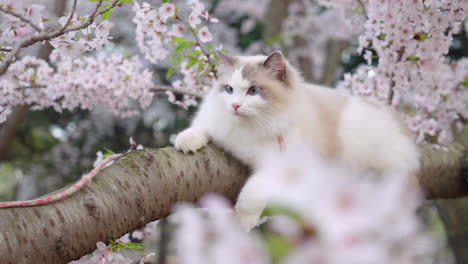 a little cat hides on a cherry blossom tree in spring