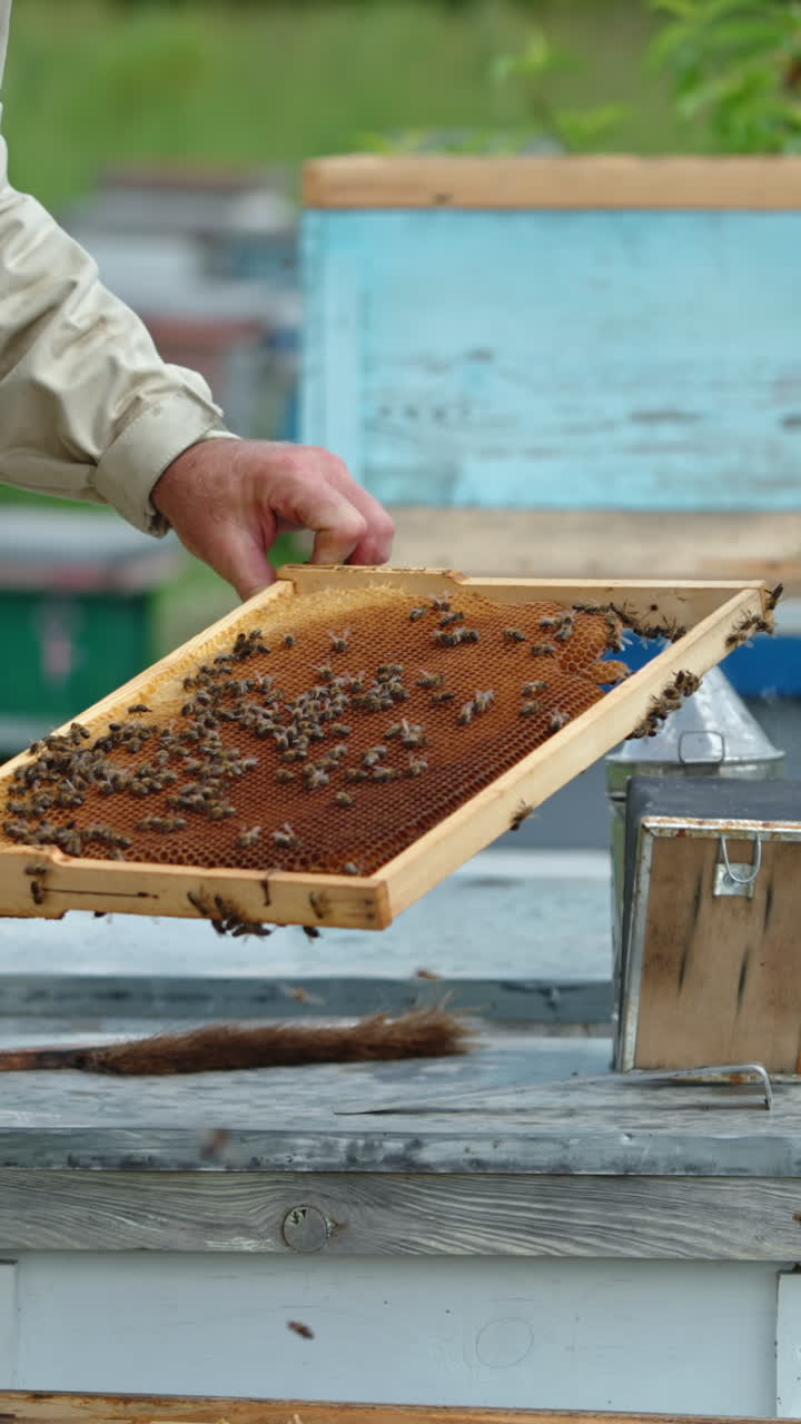 Beekeeper examining a frame in his hands. Apiarist checks the frame and puts it back into the hive. Bee farm backdrop. Vertical video