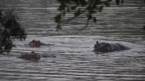 Grupo-De-Hipopótamos-De-Río-Siendo-Juguetones-En-Un-Lago-En-Sudáfrica