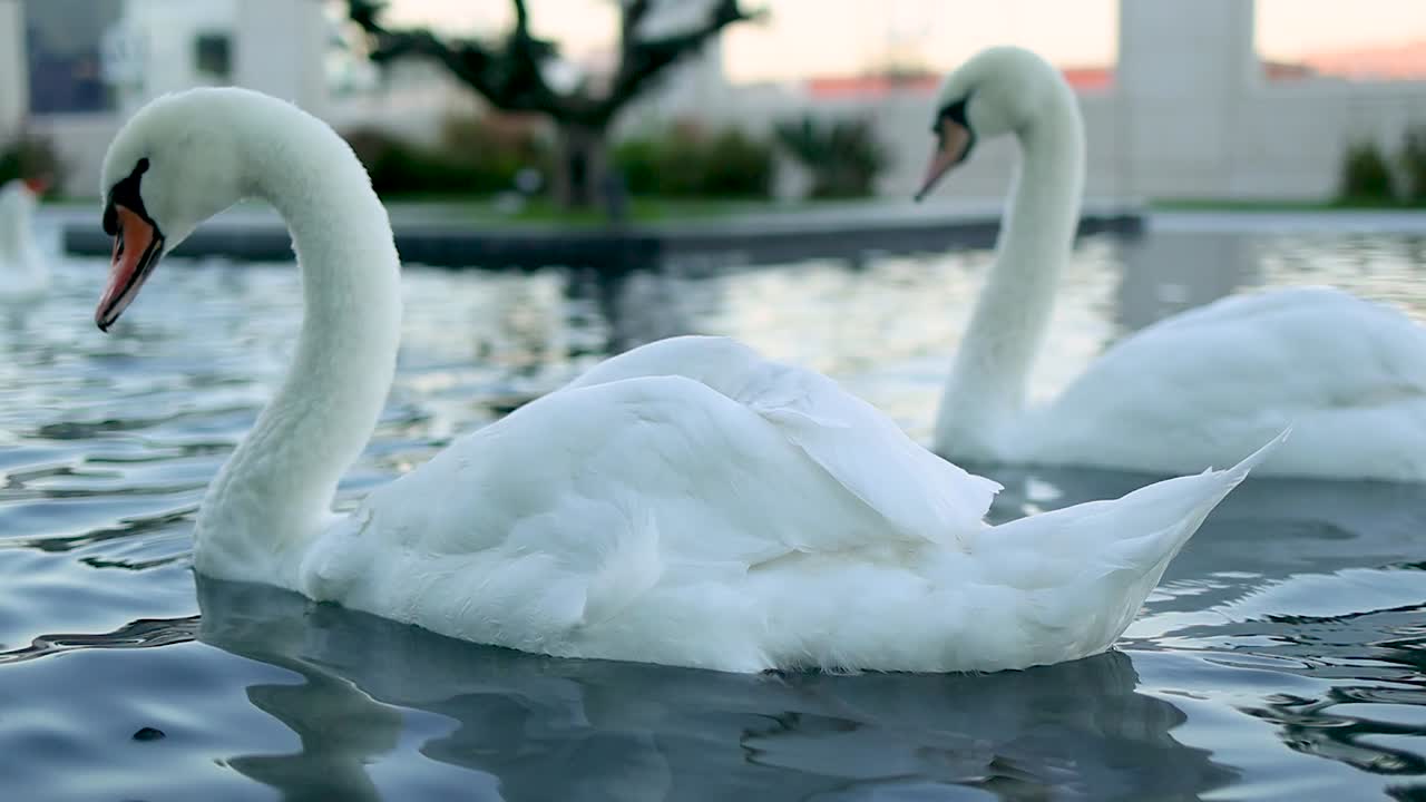 dos cisnes blancos flotando en una fuente urbana al amanecer