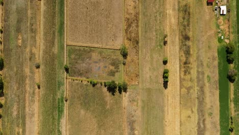 drone: top-down view of patzcuaro lake corn crops
