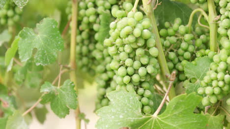 close up of green grapes on the vine at the winery vineyard