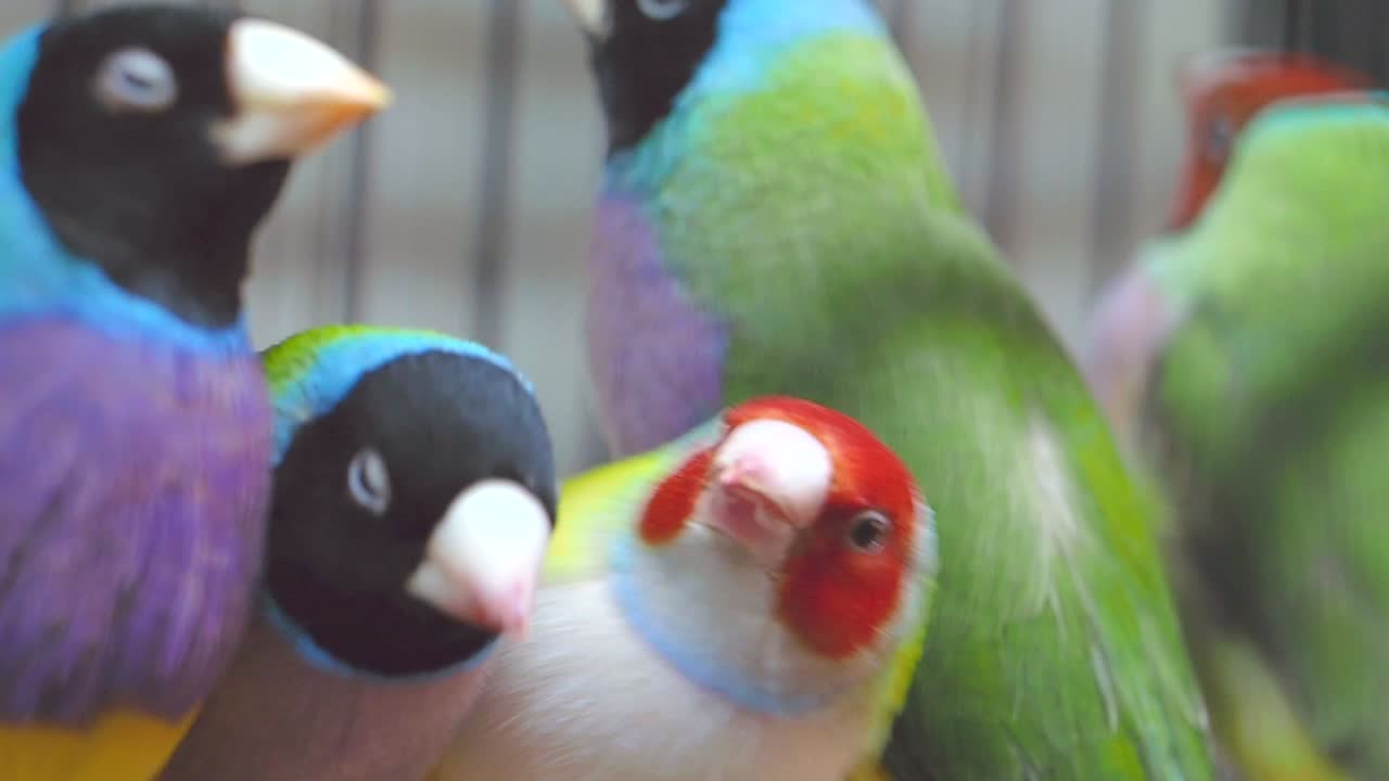 Colorful Gouldian Finches in an Aviary