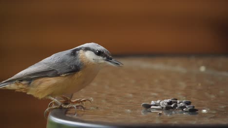 eurasian nuthatch take bigger sunflower from table