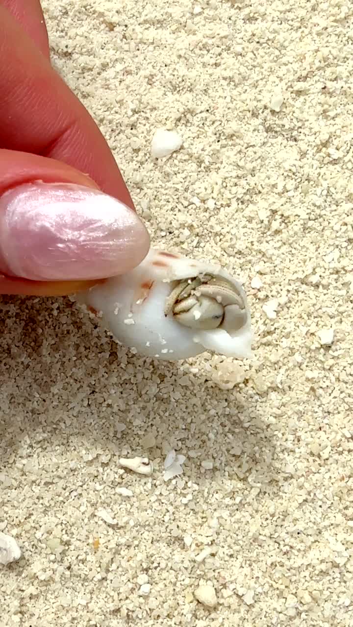 Hermit crab on the beach