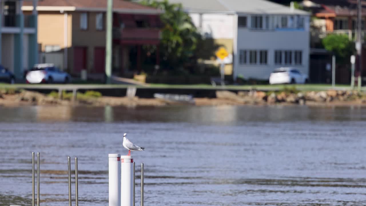 A seagull rests on a post by a calm river, with houses in the background under bright daylight