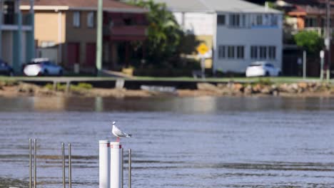 a seagull rests on a post by a calm river, with houses in the background under bright daylight