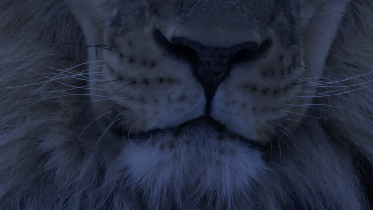 tiempo de noche primer plano de una cara de león