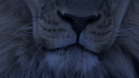 Night-time-close-up-of-a-lion-face