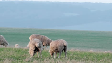 sheep grazing peacefully in a green field