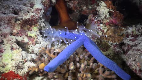 white sea anemone catching blue starfish on coral reef at night wide angle shot and zoom in