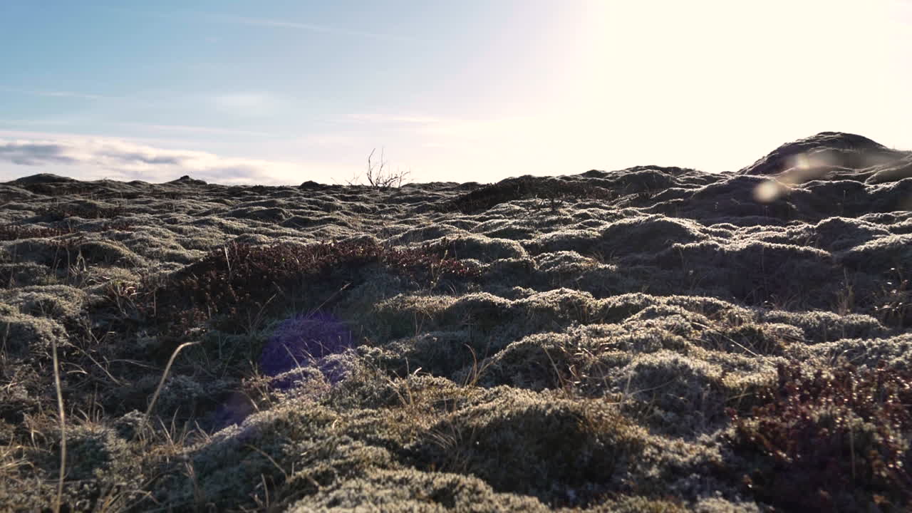 이끼로 덮인 아이슬란드 용암 밭