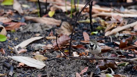 La-Lavandera-Del-Bosque-Es-Un-Ave-Paseriforme-Que-Se-Alimenta-De-Ramas,-Terrenos-Forestales,-Moviendo-La-Cola-Constantemente-Hacia-Los-Lados