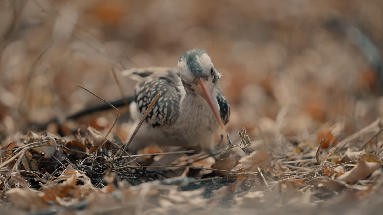 Red-billed Hornbill in its Natural Habitat