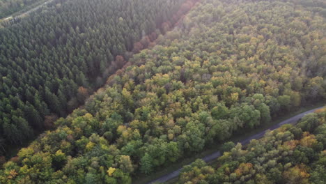 beautiful drone footage of colourful trees during autumn