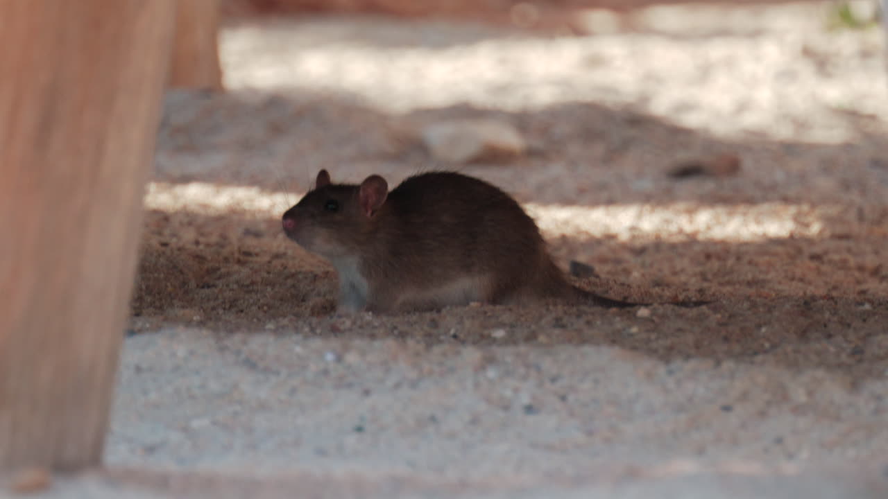 Brown rat walking under a wooden structure in a sandy environment