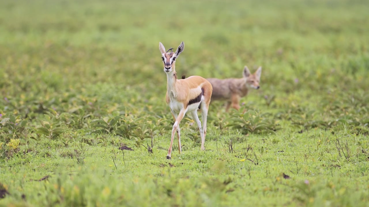 Slowmotion af Thomsons gazelle og sjakal i Serengeti Nationalpark i Tanzania, Afrika, i et slettelandskab under en afrikansk vildtsafari.