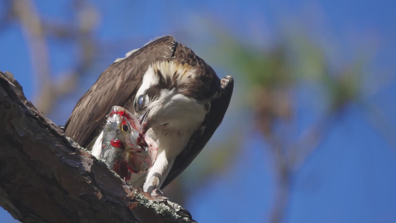 Osprey ripping gill from fish eating on tree branch closer low shot