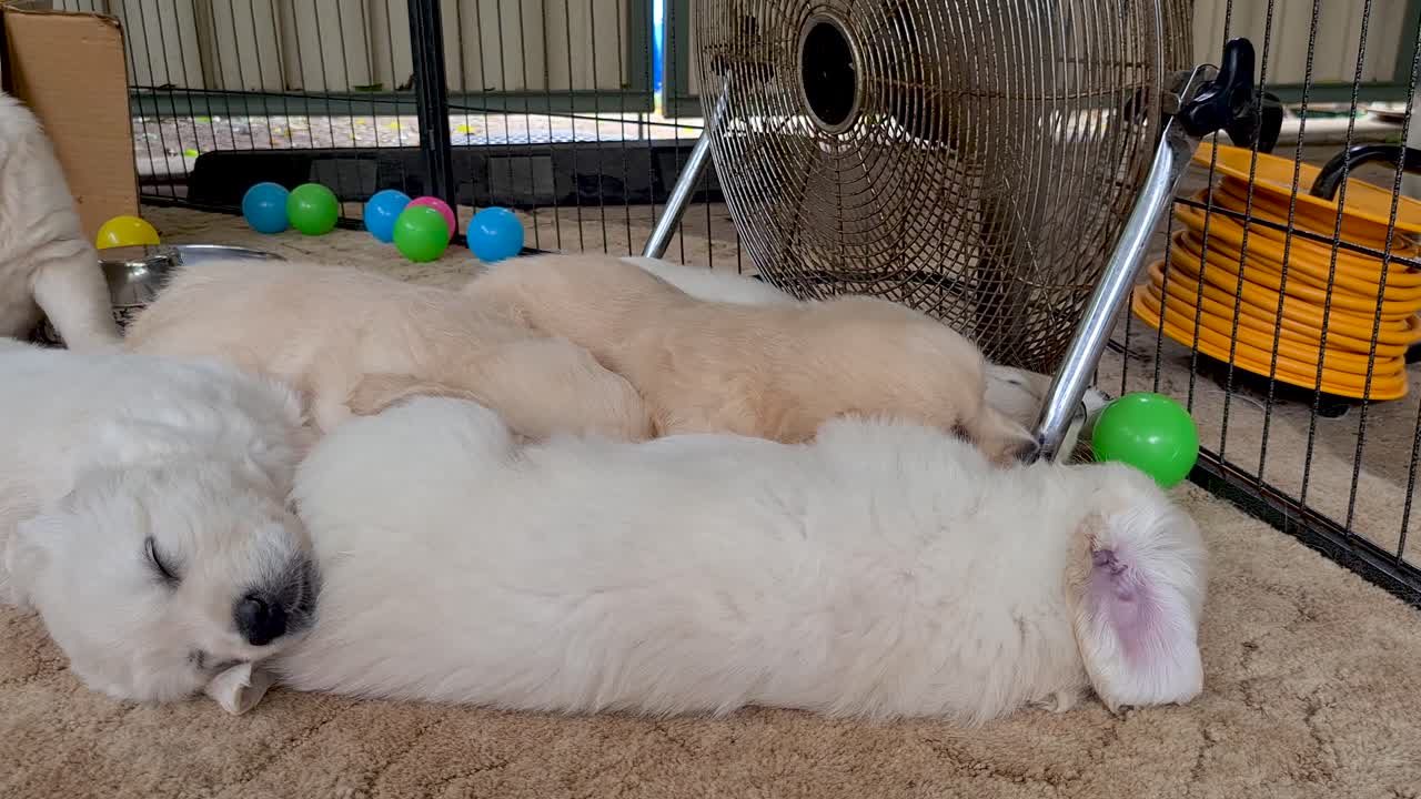 골든 리트리버 강아지 바닥 팬 근처 쓰레기에서 멀리 걸어