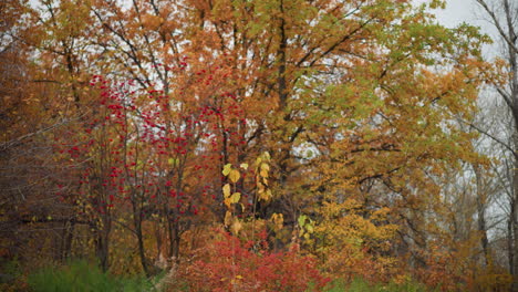 vibrant autumn park filled with golden foliage, lush greenery, and red berry bushes, creating a picturesque seasonal landscape, trees display a mix of warm hues, capturing the beauty of nature