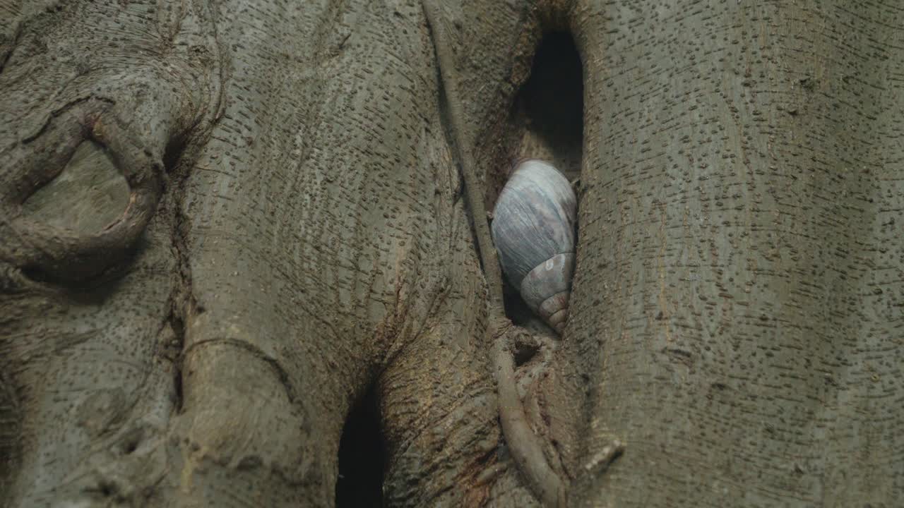 Handheld Shot of Snail Hidden in Crevice of Tree Trunk