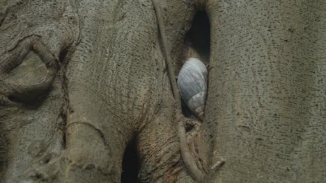 Handheld-Shot-of-Snail-Hidden-in-Crevice-of-Tree-Trunk