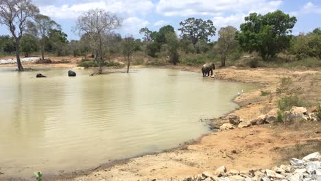 dry season and asian elephants bathe in muddy water, in order to maintain their body temperature in a hot climate