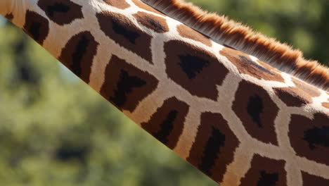 close-up of giraffe skin pattern