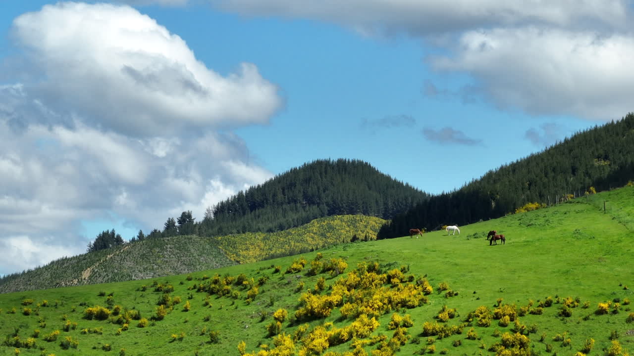 Four horses grazing on top of a lush green hill on a sunny day in New Zealand. Drone shot