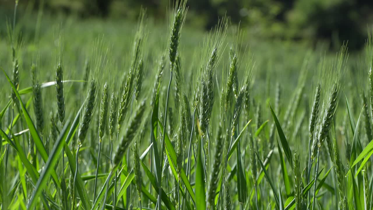 Wheat cultivated in the hilly areas.