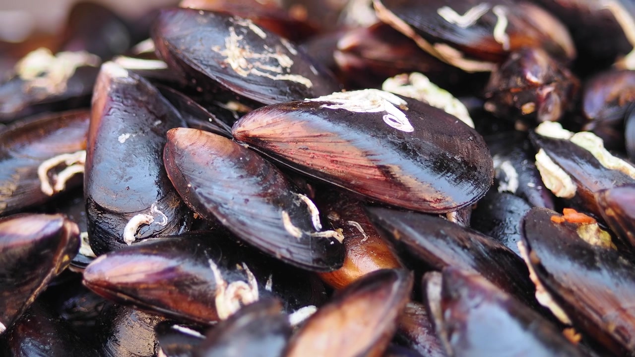 Cozze fresche crude ammucchiate