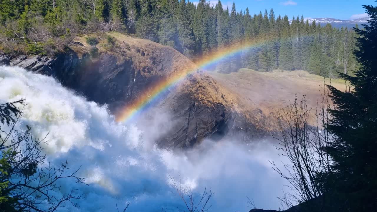Water thunders down Sweden’s tallest waterfall, Tännforsen, near Åre, as mist forms a rainbow against a backdrop of Nordic pines on a sunny spring day