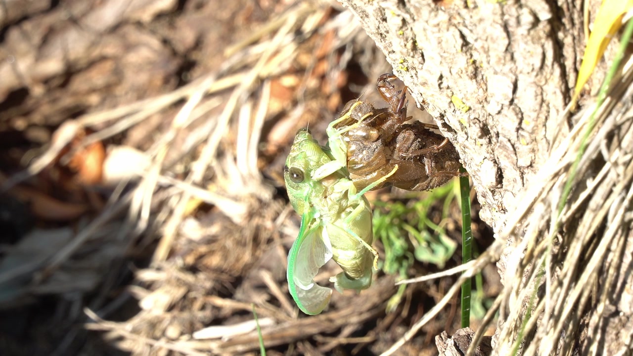 A cicada hangs from it's freshly molted exoskeleton.
