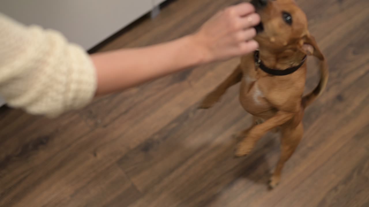 갈색 개가 바닥에 앉아 짖으며 간식을 구걸하는 모습이 보입니다. 그의 주인은 그에게 간식을 준다