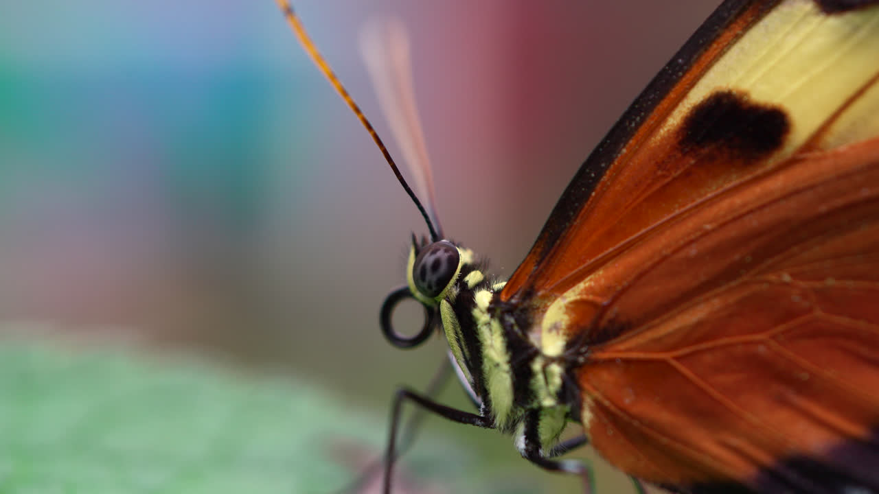 Brown Owl butterfly feeding on a light green leaf in Ecuador’s Butterfly Garden, macro static