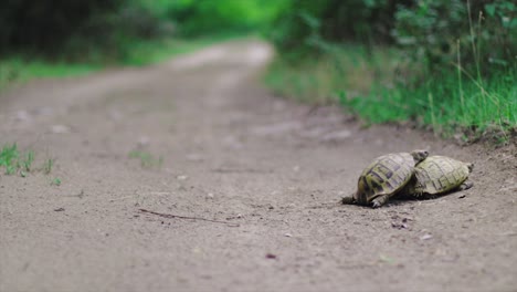 tortugas apareándose en medio de la carretera en el desierto