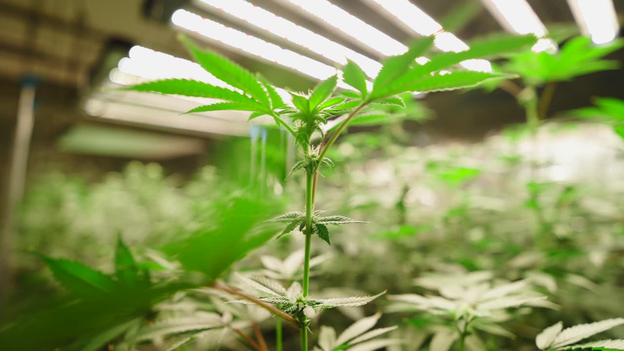 Indoor Cannabis Plants Under LED Grow Lights