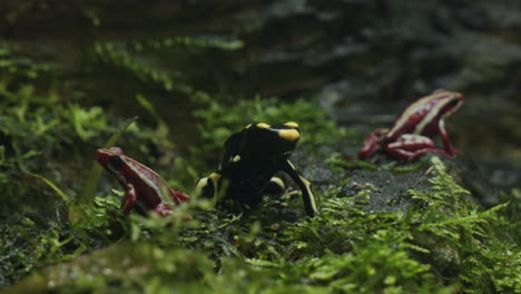 three small poisonous terrestrial frogs