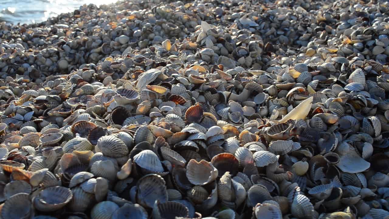 Conchiglie e mare. Conchiglie a riva