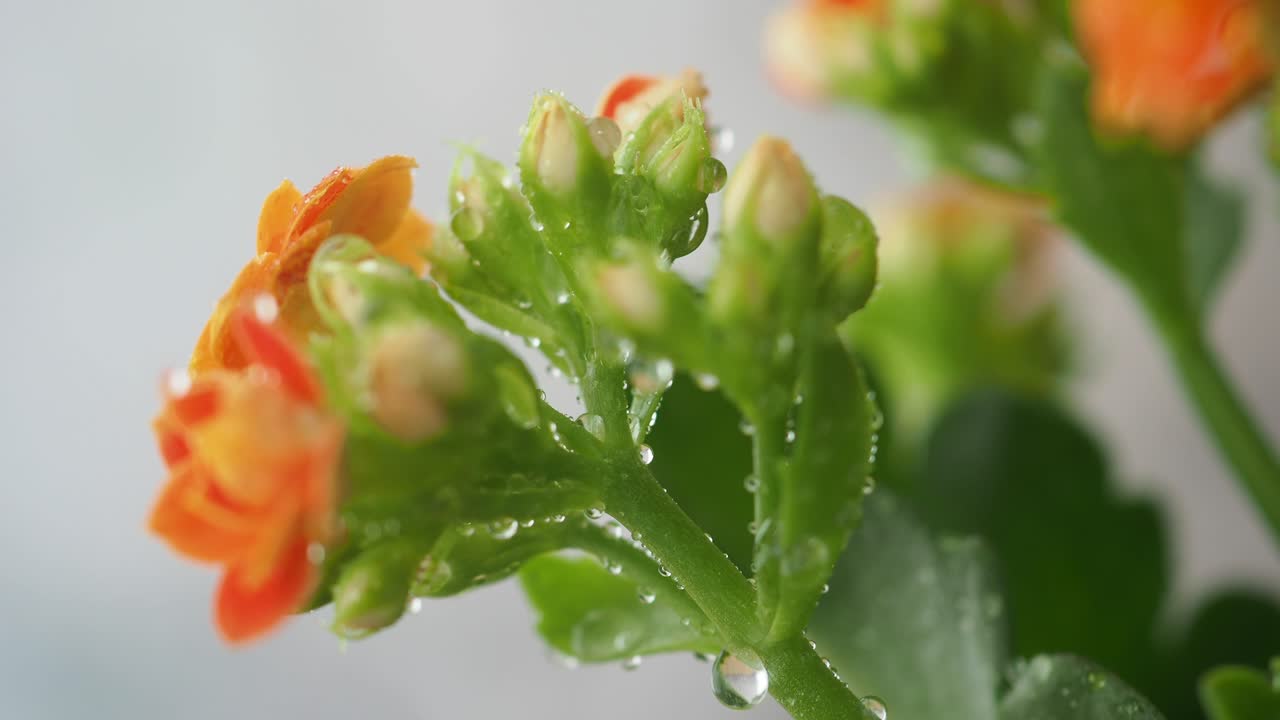 Makroaufnahme von orangefarbenen Kalanchoe-Blüten mit Wassertropfen