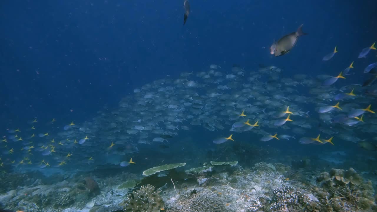 Schooling Fusiliers and Jack Fish in clear tropical water