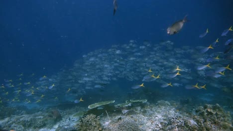 schooling fusiliers and jack fish in clear tropical water