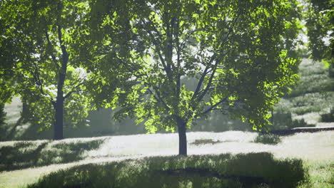 lush green trees under bright sunlight in a serene natural landscape