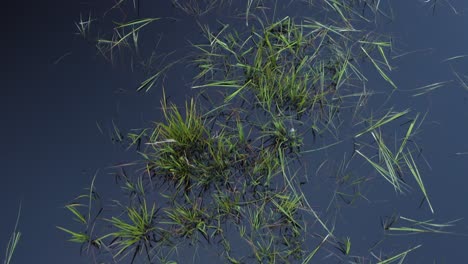 Aerial-Drone-Top-Down-flying-low-over-Thawed-Tundra-Permafrost-Near-the-Arctic-in-Barrow-Alaska-with-grass-water-and-flowers