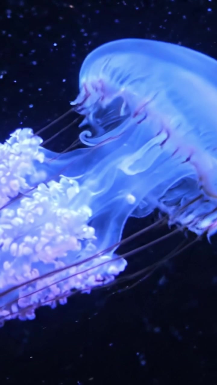 Un viaggio affascinante attraverso il mondo sottomarino: esplorando la bellezza eterea di una medusa blu nel suo habitat naturale.